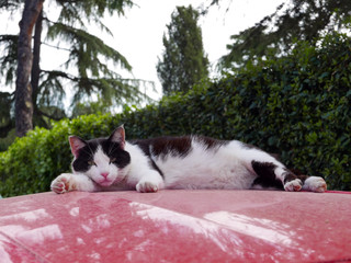 un gatto disteso sul tetto rosa di una macchina