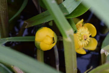 yellow water lilies
