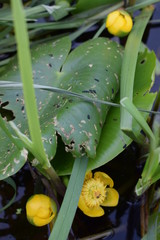 water lily in the pond