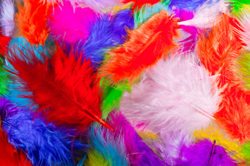 multi colored decorative feathers. 