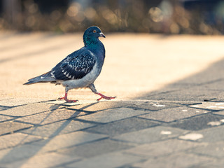 a dove struts along a path