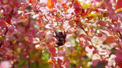 A bumblebee gathers pollen from flowers on a breezy day.
