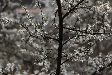 Primeros brotes de la primavera