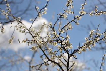 Primeros brotes de la primavera