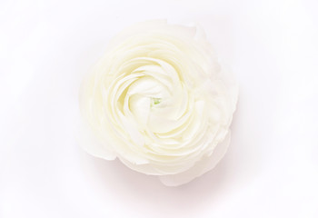 Cream ranunculus flower on a white background