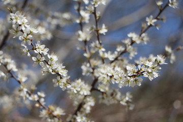 Primeros brotes de la primavera