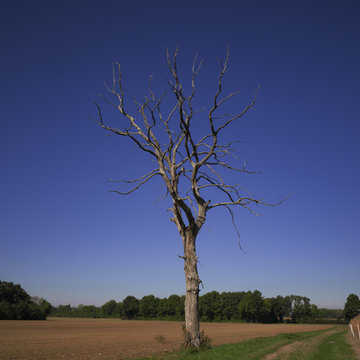 L'arbre mort au bord du chemin. Dans quelques temps, il ne fera plus parti du paysage.