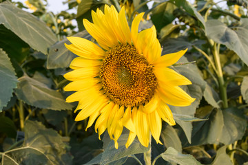Fototapeta premium a very large bright yellow sunflower blooming in the garden, close up of sunflower, field of flower with a blue sky, summer sunflower field, beautiful sunflower with nature