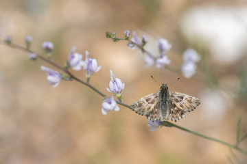 Hesperiidae / Hatmi Zıpzıpı / / Carcharodus alceae