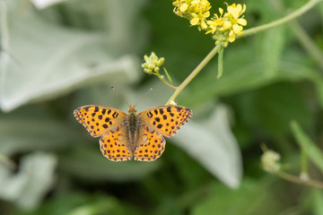 Nymphalidae / İspanyol Kraliçesi / / Issoria lathonia