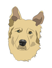 dog portrait vector illustration, color illustration, vector