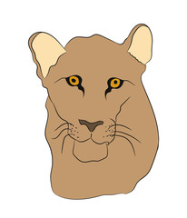 lioness portrait vector illustration, color drawing