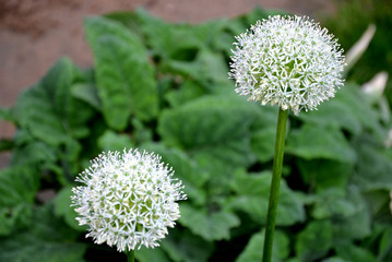 garlic ornamental white balls on stalks in flowerbed close-up