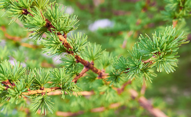 Fototapeta premium Green young larch needles on branches. Close-up. Natural larch tree twig. Green spring background. Spring trees. Larix . 