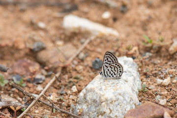 Lycaenidae / Balkan Kaplanı / / Tarucus balkanicus