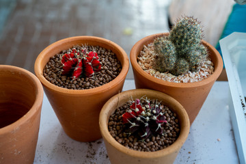 Preparing to plant a cactus