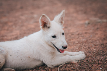 Portrait of white dog on a walk in a park