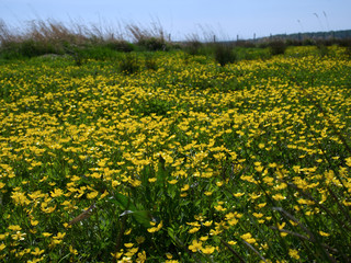 Fototapeta W maju na łąkach  zakwitaja Jaskier ostry,  (Ranunculus acris L.) tworząc często malownoicze  żółte kobierce obraz