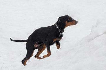 Cute german pinscher puppy is running on a white snow in the winter park. Pet animals.