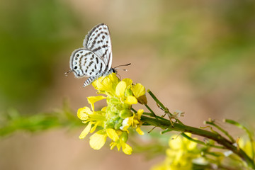Lycaenidae / Balkan Kaplanı / / Tarucus balkanicus