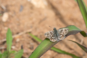 Hesperiidae / Hatmi Zıpzıpı / / Carcharodus alceae