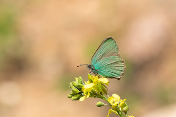 Lycaenidae / Zümrüt / / Callophrys rubi