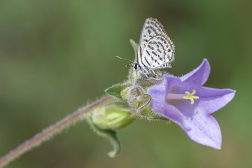 Lycaenidae / Balkan Kaplanı / / Tarucus balkanicus