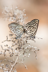 Lycaenidae / Balkan Kaplanı / / Tarucus balkanicus