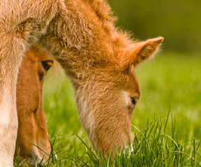 A pretty cute chestnut foal of an icelandic horselooking and grazing alone in the meadow