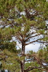 Pine tree with blue sky