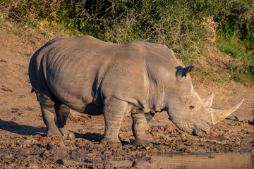 Fototapeta premium A white rhino ( Ceratotherium simum) in a safari park in South Africa bathed in evening light
