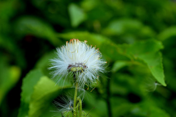 White Dandelion with green background