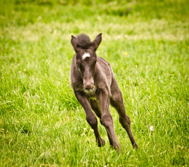 A sdark brown, newborn and lovely foal of an icelandic horse is playing, jumping, grazing and looking alone in the meadow