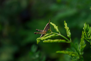 grasshopper on a leaf