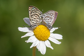 Lycaenidae / Balkan Kaplanı / / Tarucus balkanicus