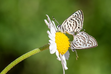 Lycaenidae / Balkan Kaplanı / / Tarucus balkanicus