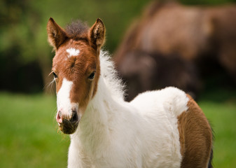 A tiny georgeous skewbald foal of an icelandic horse with interesting fur markers is playing, jumping, grazing and looking alone in the meadow