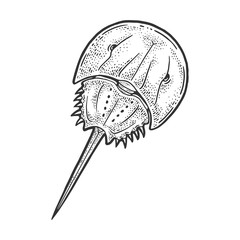 Xiphosura horseshoe crab sketch engraving vector illustration. T-shirt apparel print design. Scratch board imitation. Black and white hand drawn image.