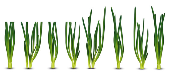 3d realistic green onion isolated on transparent background. Fresh green onion close up. Collection green onion. Top view. Organic.Illustration.
