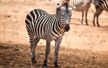 Zebra w parku Tarangire