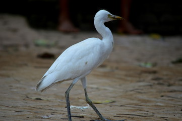 White Great egret walking