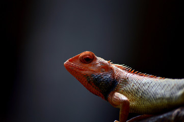 A lizard staring cautiously