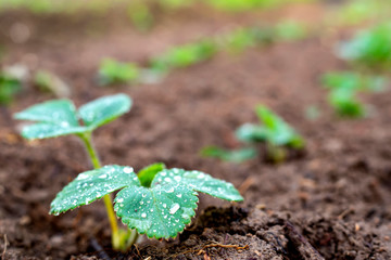 A young strawberry plant grows on a bed in a garden.