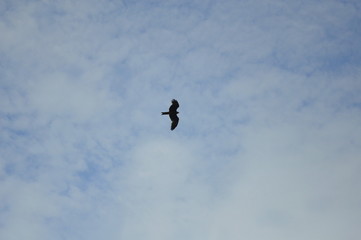 An eagle flying at a great height