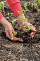 Planting tomato seedlings in greenhouse, women's hands planted tomato seedlings, close-up.