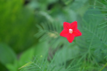 A beautiful red color flower
