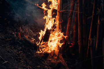 Bushfire Thai definition