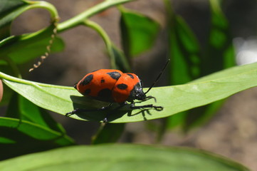 Fototapeta premium vibrant orange with black spots bug