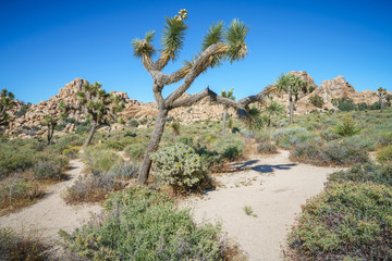 hiking the hidden valley trail in joshua tree national park, california, usa
