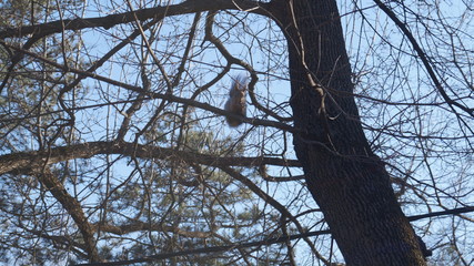 squirrel on the branch of tree